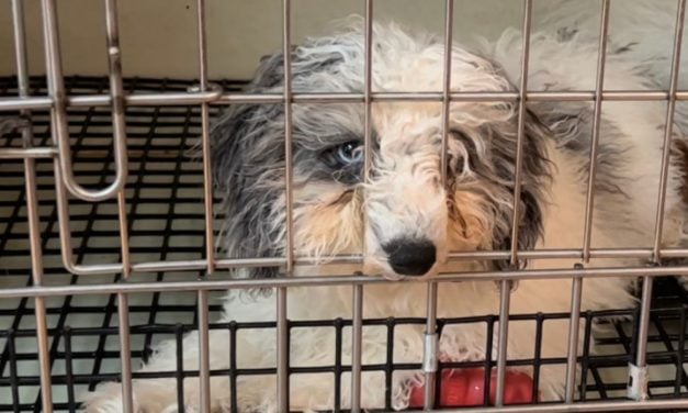 SIGN: Ban the Sale of Dogs, Cats, Rabbits, and Guinea Pigs in Massachusetts Pet Stores
