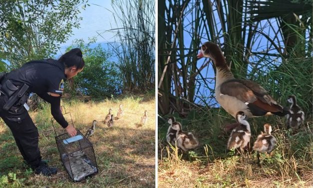 Stranded Baby Geese and Their Would-Be Rescuers Saved in Team Effort