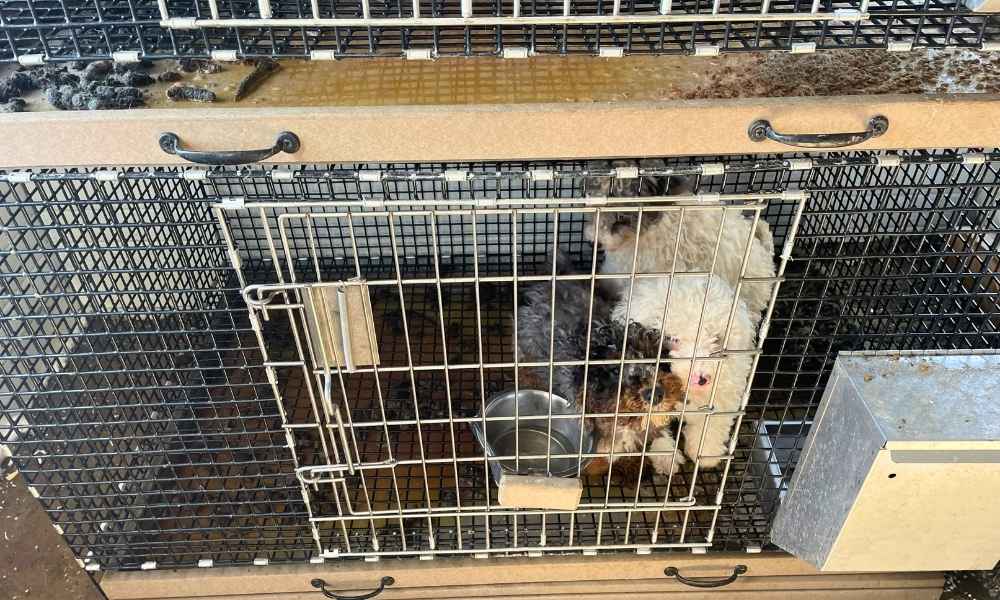 Small dogs kept inside filthy metal cage