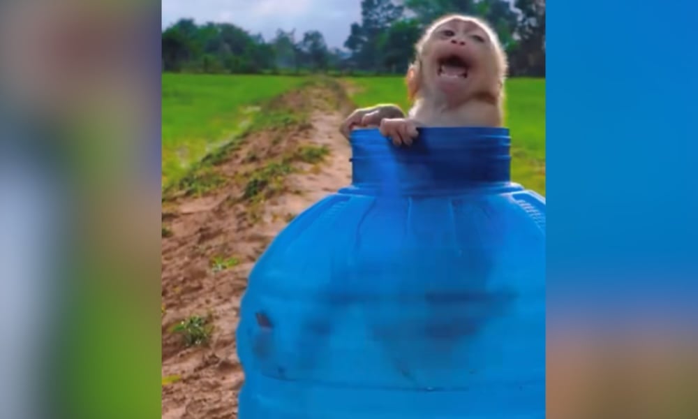 Baby monkey stuck in jug