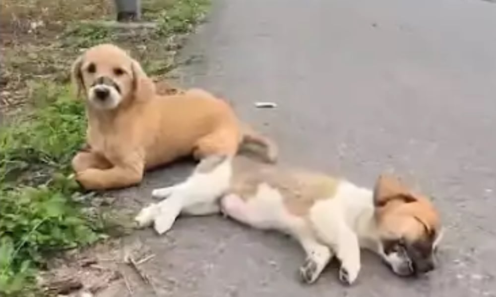 puppies on roadside in fake rescue video