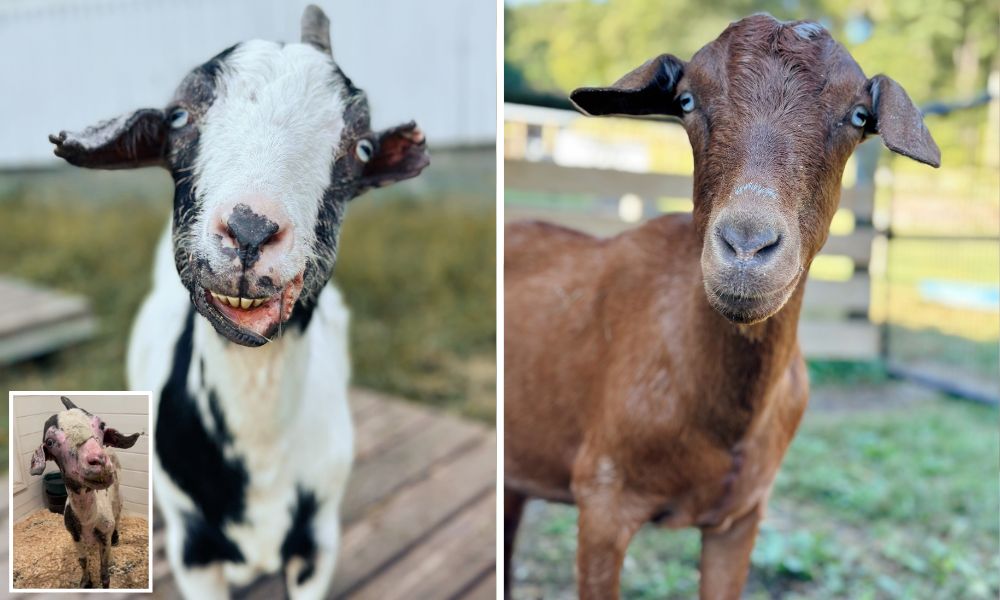 Goats Amos and Rusty 