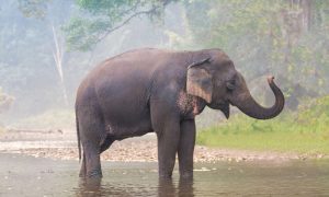 Asian elephant standing in a river