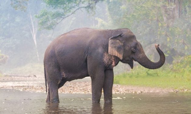Victory! Bangladesh Launches Operation to Free Captive Elephants and Rehabilitate Them in the Wild