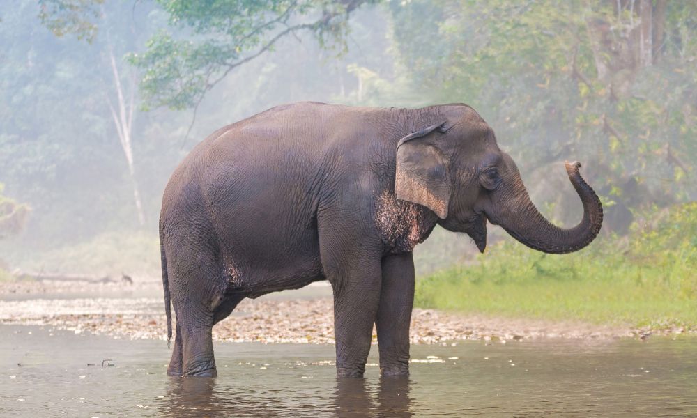 Asian elephant standing in a river
