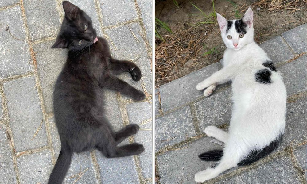 Two cats lounging outside