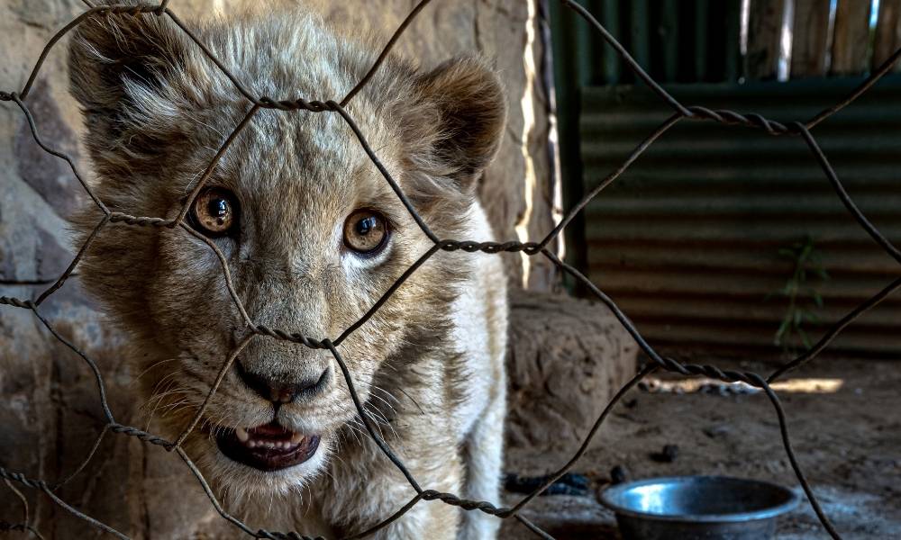Close up of lion cub looking through electrified fence