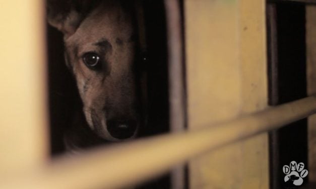 Jakarta to Ban Dog and Cat Meat Trade as Momentum Builds for National Ban