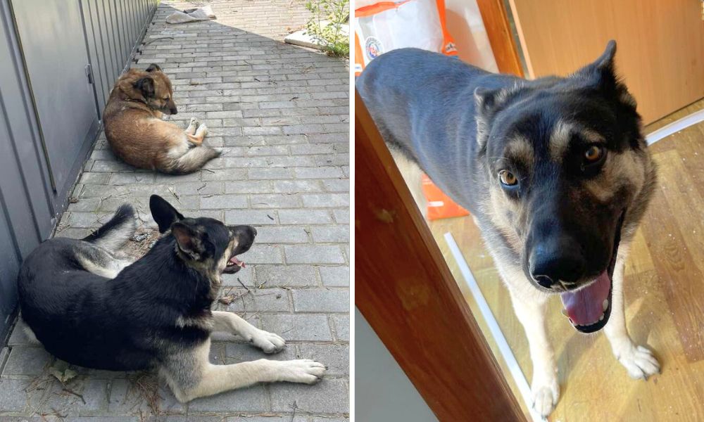 Two dogs lounging outside, and one dog inside with its tongue out