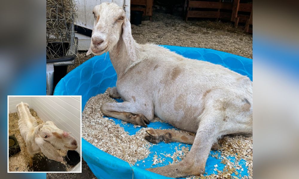 Falkor the Goat before and after 