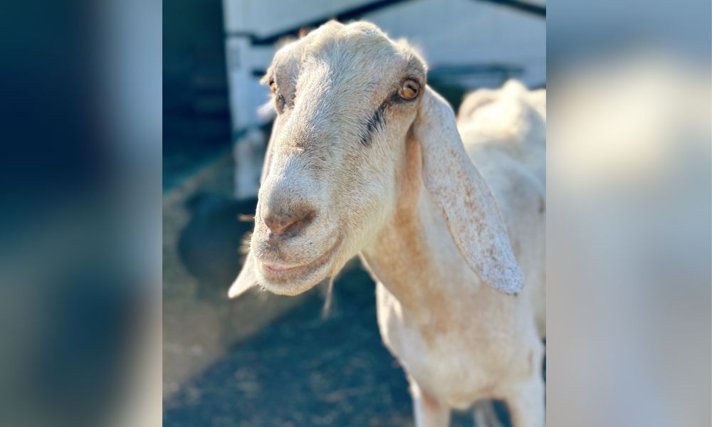 Falkor the goat getting some sun