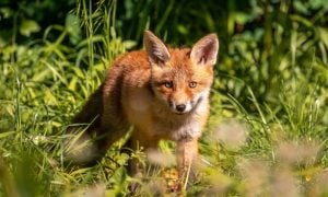 Red fox in field