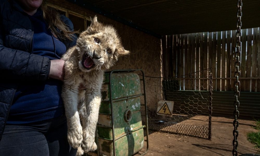 Handler holding snarling lion cub