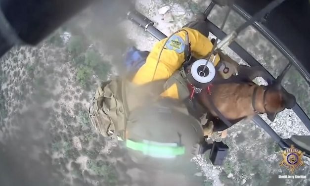 Heroic Rescue Team Airlifts Injured Dog After Fall Into Canyon