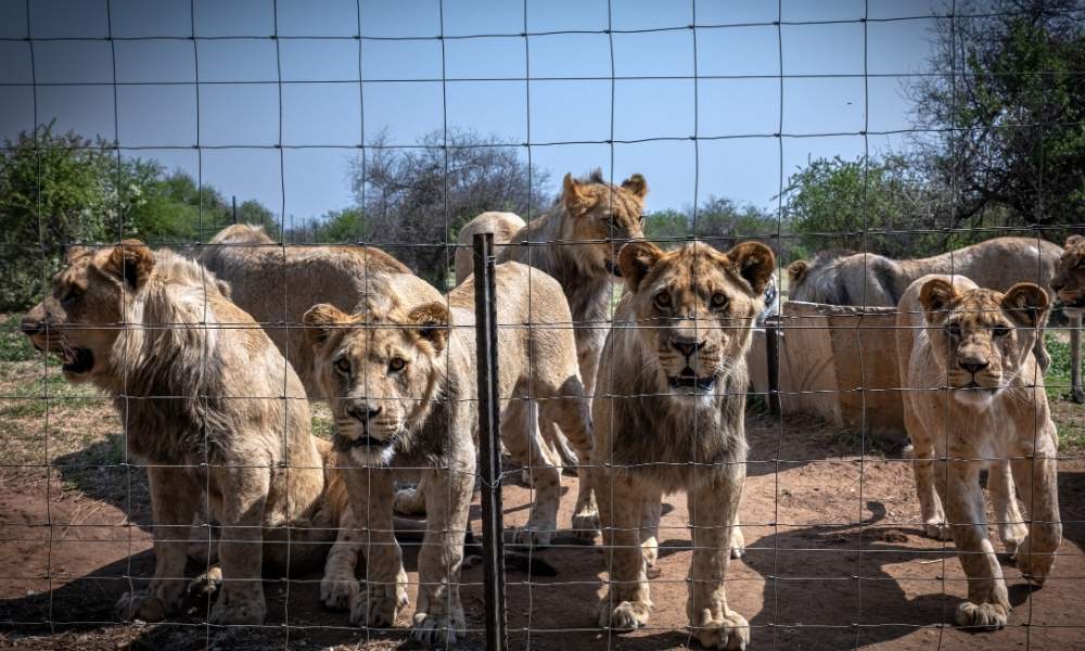 Large pride of lions next to fence