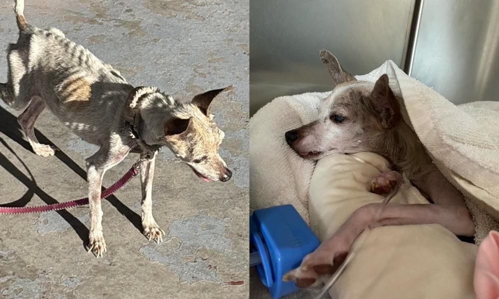 Before and after image of Chiquita