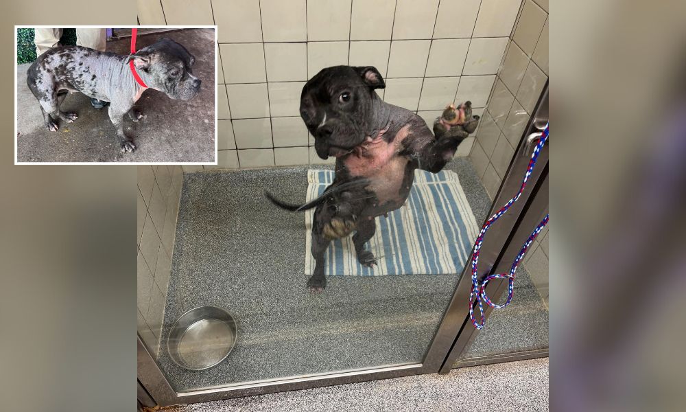 Before and after photos of Drew