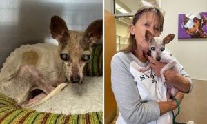 Before and after photos of Chiquita