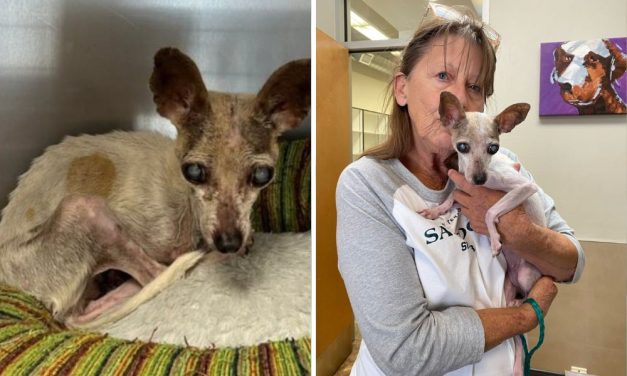 Lady Freethinker Supporters Help Give Severely Neglected Dogs a Second Chance