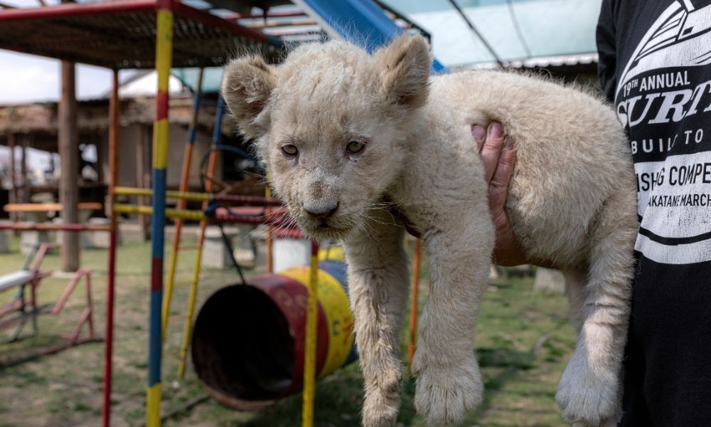 Lion cub being held up by customer