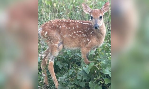 Disabled Fawn Spared From Kill Order After Public Rallies Behind Her