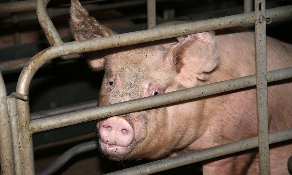 New Report Reveals Factory Farms Waste Enough Food to Feed 2 Billion People
