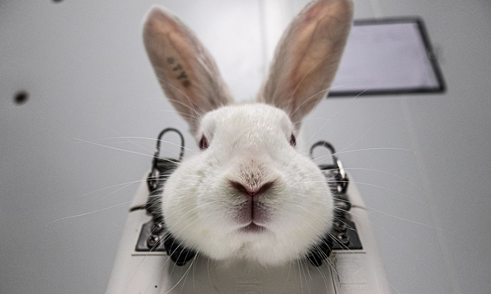 Rabbit in a head clamp