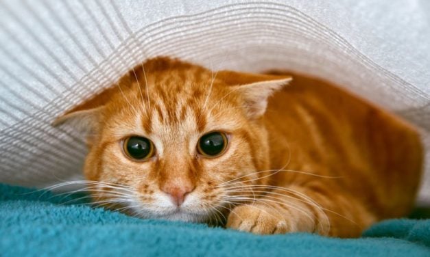 SIGN: End Cruel Cat Declawing in Pennsylvania
