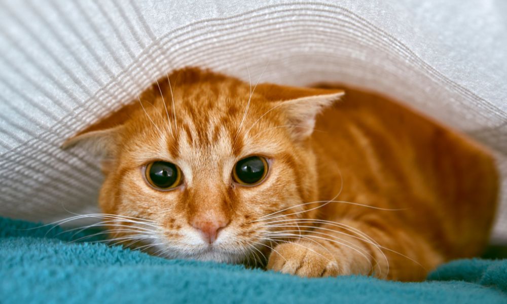 SIGN: End Cruel Cat Declawing in Pennsylvania