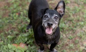 Senior dog smiling