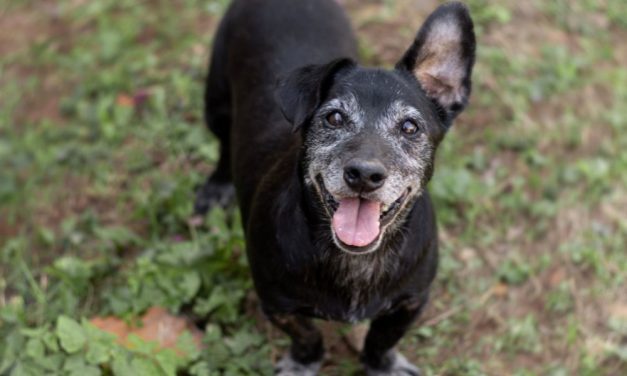 Why Adopting a Senior Animal Might Be the Best Decision You’ll Ever Make