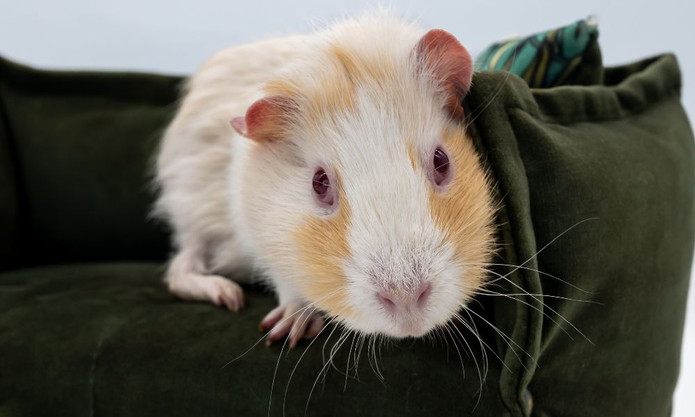 Senior guinea pig