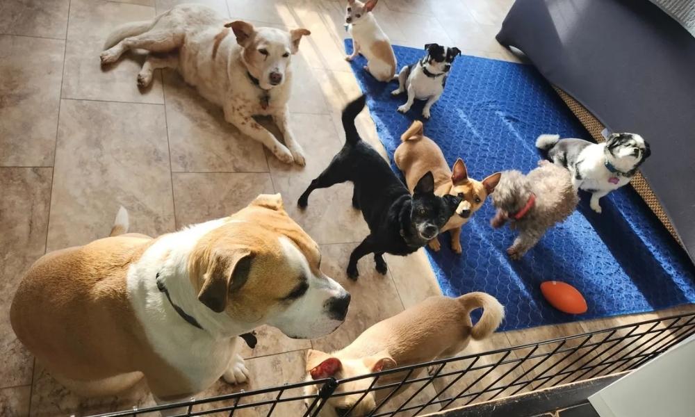 Senior dogs inside at Pattie's Waggin' Tails Senior Sanctuary