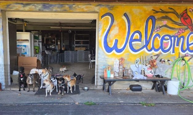 Senior Dogs and Senior Citizens Rescue Each Other in Sanctuary’s Unique Program