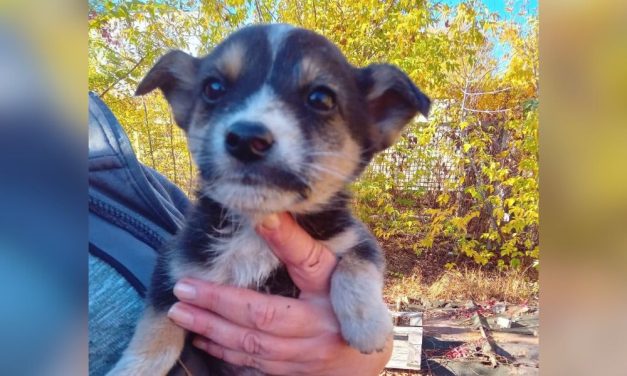 Dogs and Cats Rescued From War in Ukraine Are Safe — Thanks to You