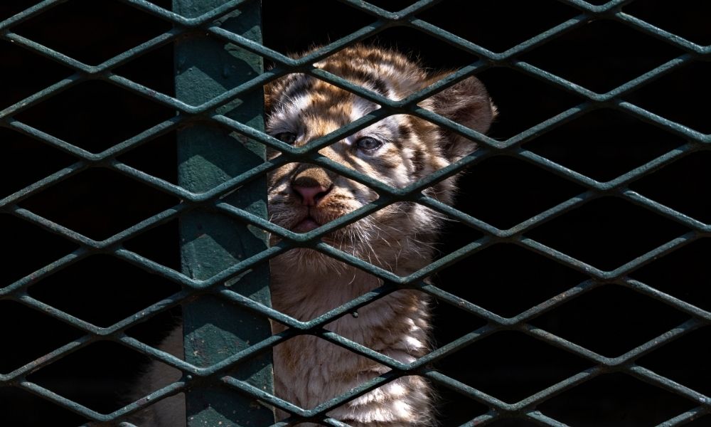 TIger cub alone in cage 
