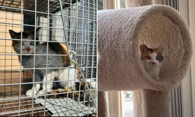 Cat Survives 3 Weeks in Shipping Container, Finds a Prince to Help Her Heal