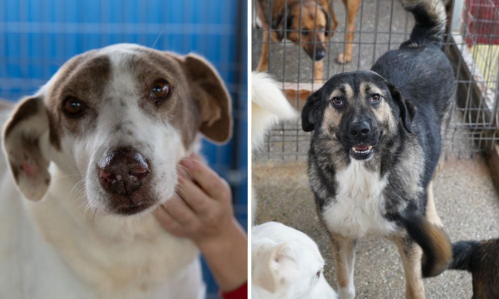 Dogs at Animals Need Me