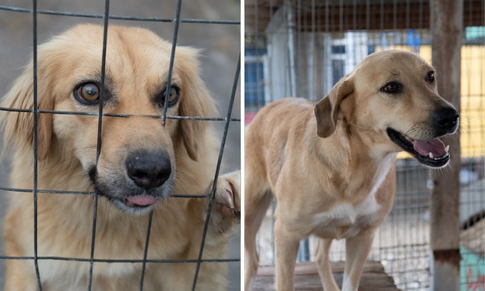 Animals Need Me Dogs