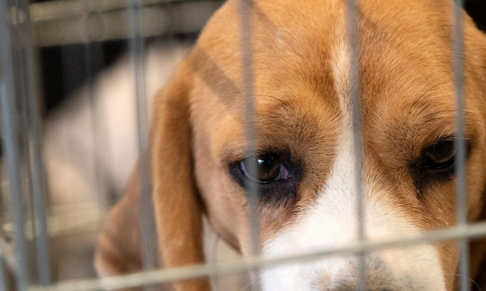 Beagle in cage