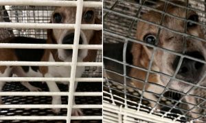 Beagles at Ridglan Farms