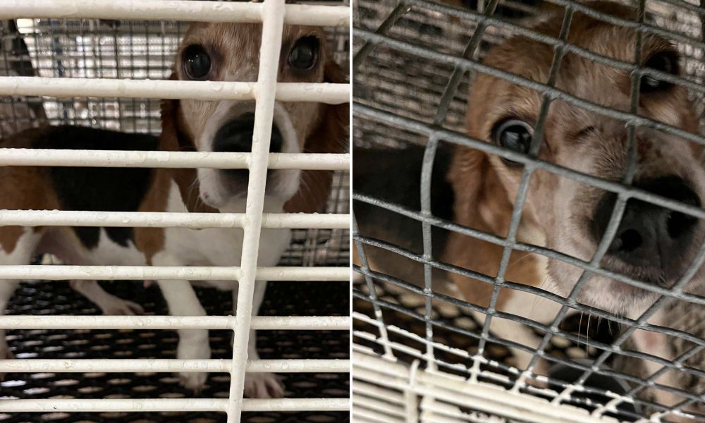 Beagles at Ridglan Farms