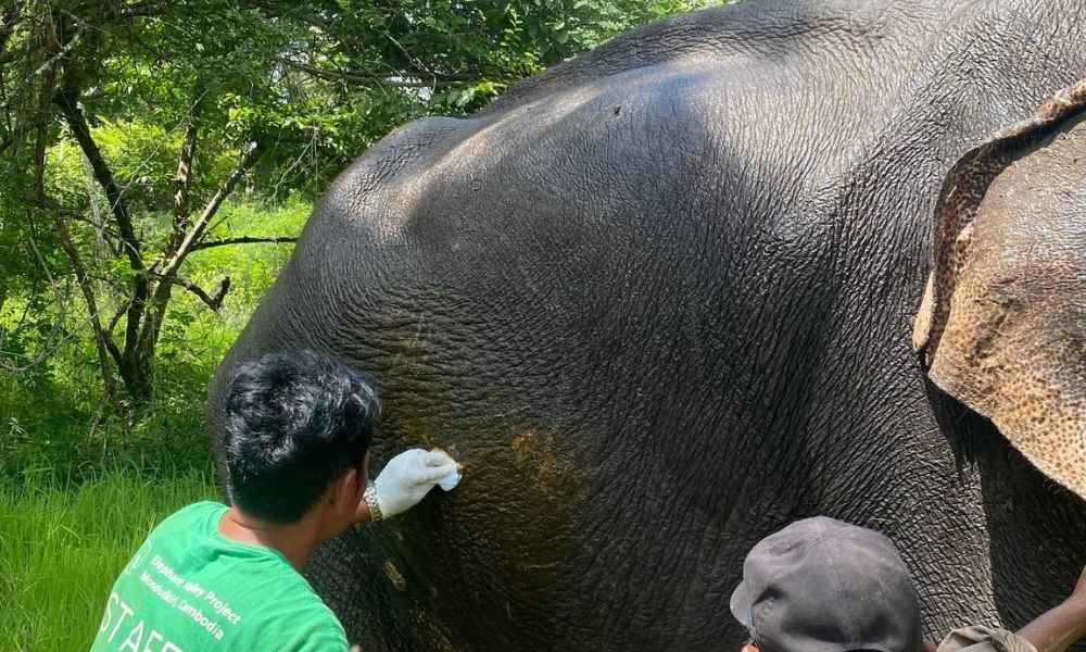 Bull elephant in Koh Neak treated after major foot infection