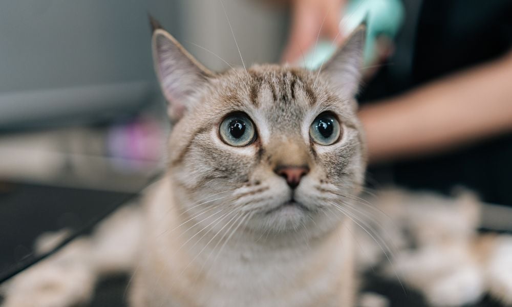 SIGN: Tell Michigan to End Cruel Cat Declawing