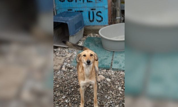 Lady Freethinker Helps Protect Dogs, Cats, and Wildlife From Cruel Poisonings in Albania