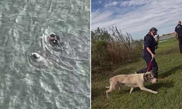 Heroic Officer Swims Through Chilly Bay Waters to Rescue Injured Dog
