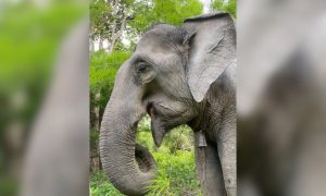 Elephant