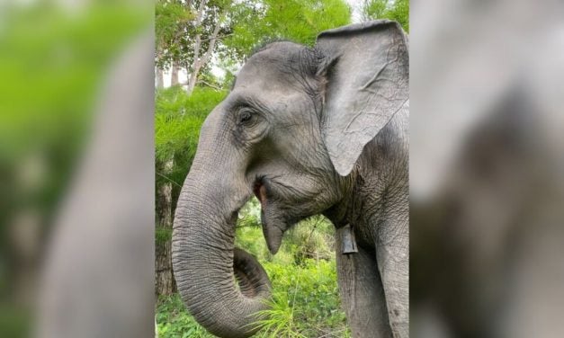 Lady Freethinker Helps Bring Vital Veterinary Care to Elephants in Cambodia
