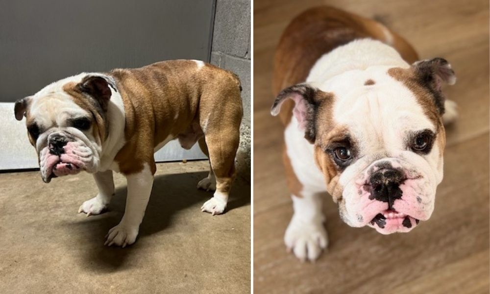 George the bulldog in recovery