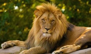 Lion resting on a rock